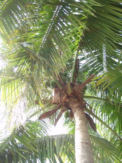 parra en Hainan.jpg